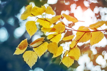 Naklejka na ściany i meble yellow autumn leaves on a tree in sun beams, close up