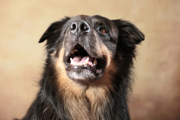 Australian Shepherd im Studio