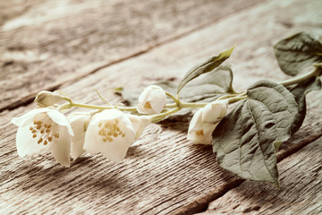 Wild flower on wooden background