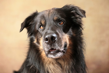 Australian Shepherd im Studio