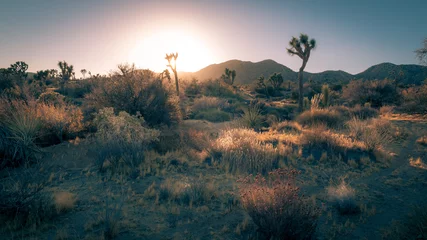 Fotobehang Sunset on the Mohave Desert landscape in Yucca Valley, California © frank1crayon