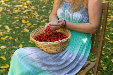 Woman sitting on a wooden chair and holding a wicker basket full of ripe red rose hip. Autumn season in the garden.