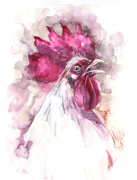 Hand drawn illustration watercolor rooster