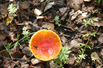 The beauty of nature