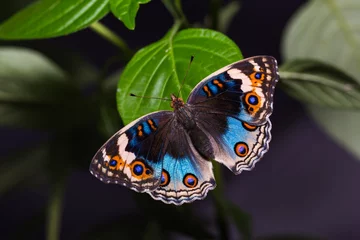 Crédence de cuisine en verre imprimé Papillon Blue pansy butterfly