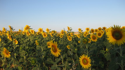 Obraz premium Fondos de campos de girasoles. 