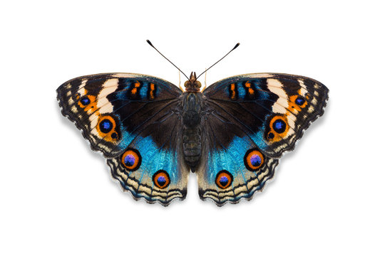 Fototapeta Blue pansy butterfly