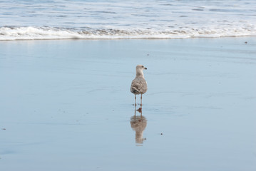Seagull and reflection in the shoreline