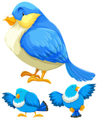 Naklejka premium Blue bird in three different actions