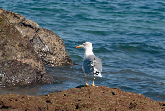 Seagull in the reef