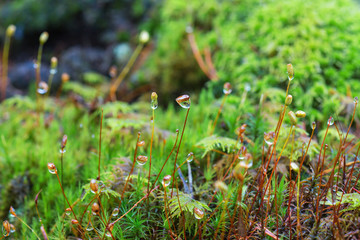 Moss with dewdrops in the forest