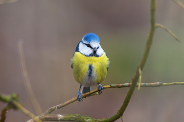Blue tit sitting on a branch and watching