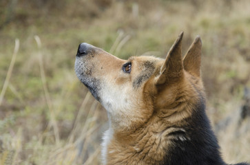Big dog of shepherd looks on something