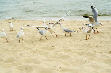 Seagulls are fighting for a piece of bread on the coast.