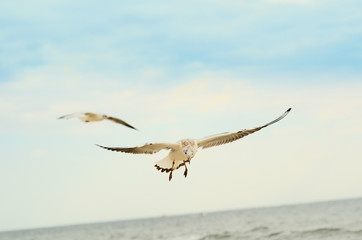 Naklejka premium Two Seagulls in the blue sky.