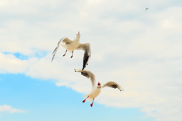Two Seagull in the blue sky. Funny frame.