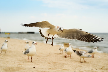 Seagull landing on the sand. Black Sea.