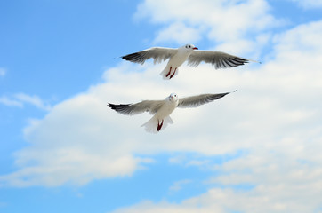 Fototapeta premium Two Seagulls in the blue sky.