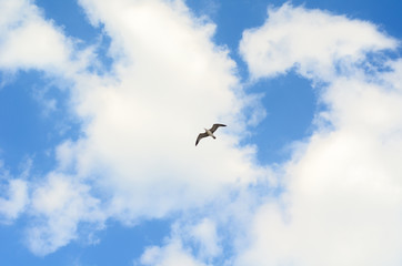 Fototapeta premium Seagull in the blue sky.