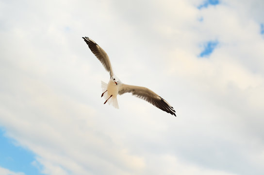 Seagull in the blue sky.