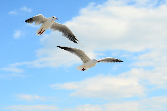 Two Seagulls in the blue sky.