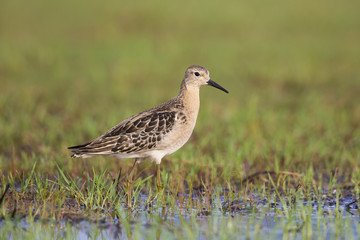 The ruff, wading bird