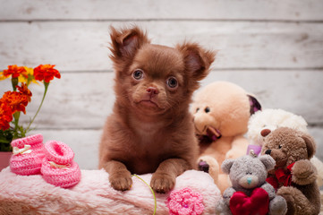 adorable chihuahua puppy sitting on a blanket
