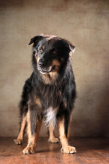 stehender Australian Shepherd im Studio