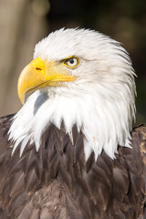 Obraz premium Bald Eagle, Haliaeetus leucocephalus, is a symbol USA
