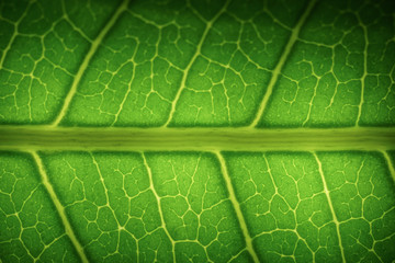 macro leaf texture background