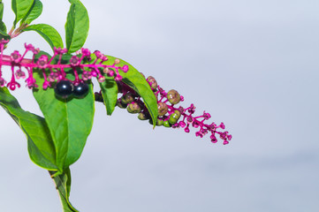 American pokeweed with black berries in autumn, American Phytolacca on white background