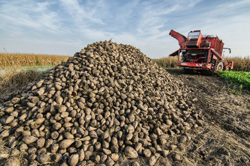 Pile of organic beet sugar at the field after combine harvesting with blue sky and clouds in background