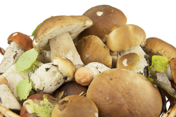 Wild white mushrooms in a basket isolated on white background
