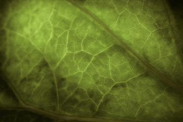 macro leaf texture background