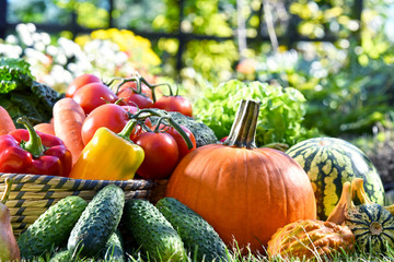 Variety of fresh organic vegetables and fruits in the garden
