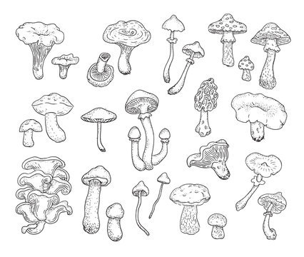 Mushrooms. Set of different types of forest mushrooms drawn by hand. Vector.