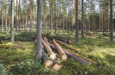 Forestry in pine forest in Finland