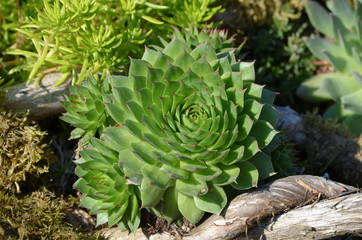 Dach-Hauswurz (Sempervivum spec.) im Steingarten