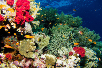 Naklejka na ściany i meble Coral garden in the red sea