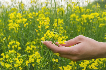 Woman's hand touching oil rapeseed at cultivated agricultural field