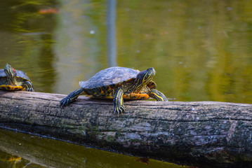 Obraz premium Süßwasserschildkröte in Schönbrunn