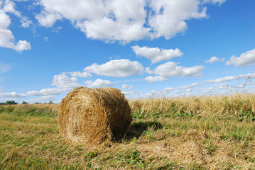 Wheat field