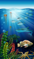 Sea animals living under the ocean