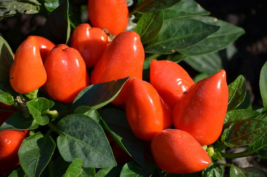 Zierpaprika (Capsicum annuum)