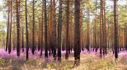 багульник цветёт в сосновом бору в Сибири © urra
