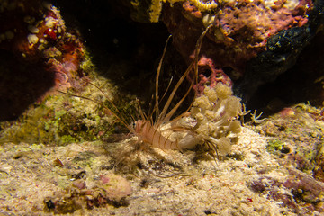 portait of a little lionfish