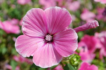 Beautiful pink flowers lavatera decorate a flower bed in the Park
