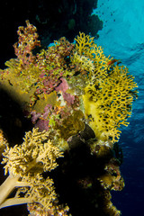Soft corals in the red sea