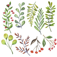 Green leaves and autumn berries set painted by watercolor. Hand drawn vector illustration.