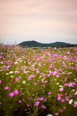 Fototapeta na wymiar 한국 시골의 아름다운 가을 코스모스 꽃밭